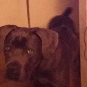 Meet your Posher, Harris